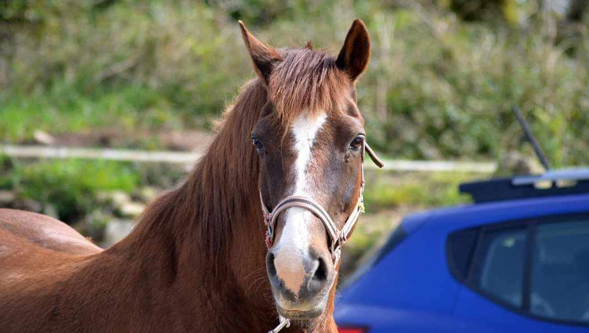 Ecurie La Petite Bohème en Finistère est une école d'équitation douce basée sur le bien-être du cheval et de l'humain