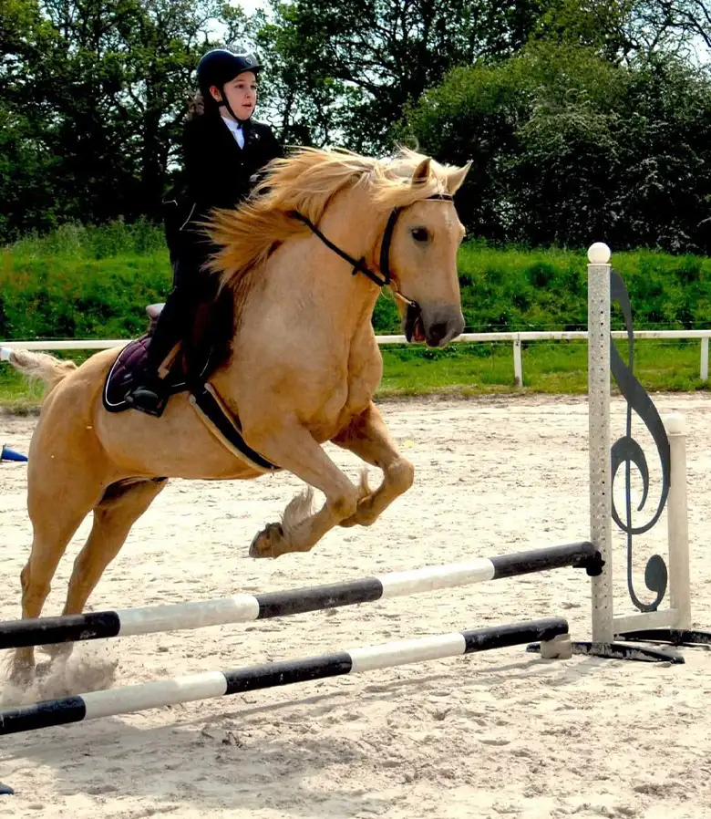 ecurie-la-petite-boheme-concours-saut-bretagne ecurie-la-petite-boheme-concours-saut-bretagne